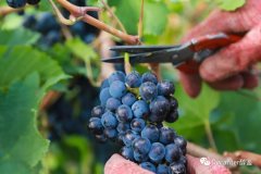 Ϣ2018DecanterѾƴ